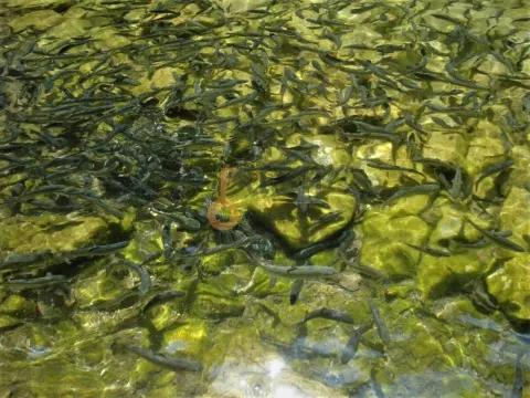 Prodaja, plac, 187598m², Ostalo, Podgorica - image 8