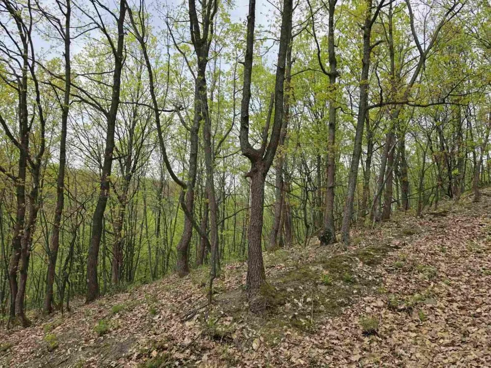 Prodaja, plac, 12800m², Bukovik, Arandjelovac