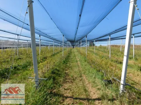 Sale, land lot, 350m², Kragujevac, Srbija - image 32