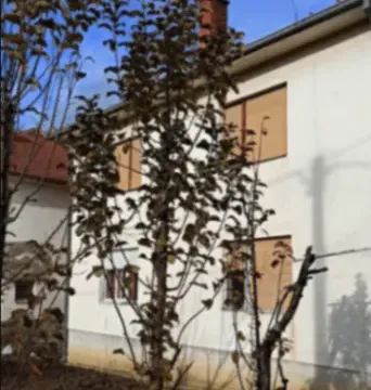 Prodaja, kuća, 212m², Zlatokop, Vranje - image 3