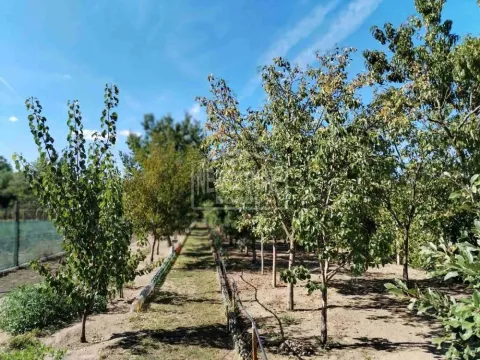 Prodaja, kuća, 58m², Srpski Šor, Subotica - image 6