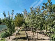 Prodaja, kuća, 58m², Srpski Šor, Subotica - image 6