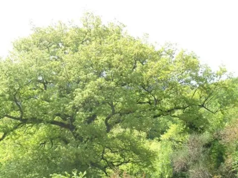 Sale, house, 743m², Sutorina, Herceg Novi - image 3