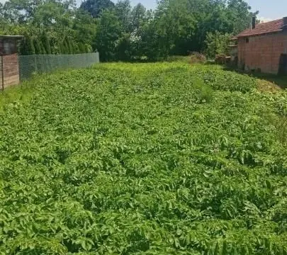 Sale, land lot, 1100m², Rakitovo, Jagodina - image 4
