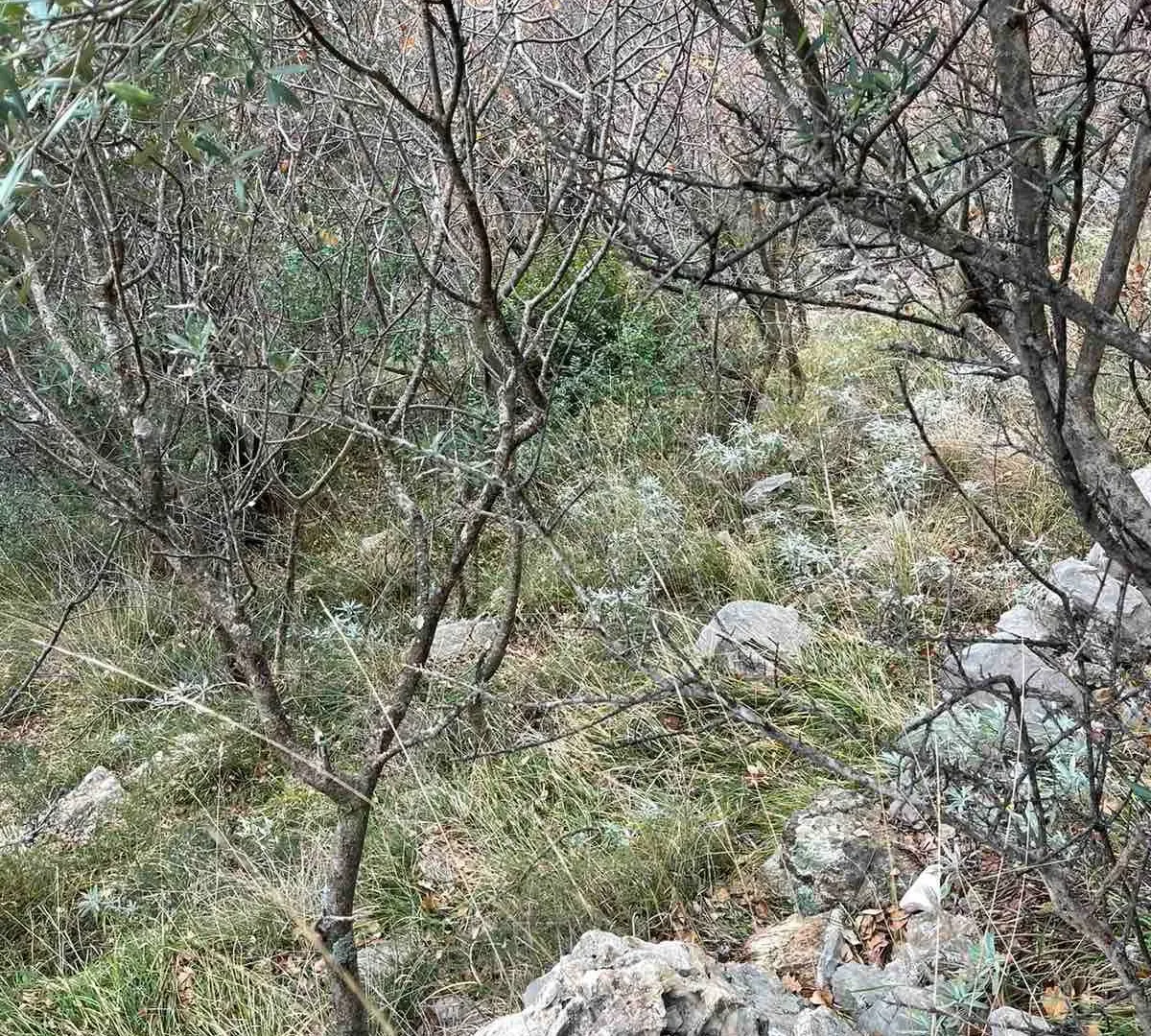 Prodaja, plac, 558m², Herceg Novi, Crna Gora