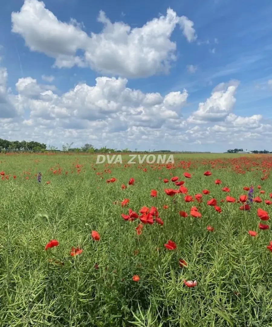 Prodaja, kuća, 37m², Čenej, Novi Sad Sve Podlokacije