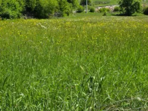 Sale, land lot, 22000m², Čevo, Cetinje - image 2