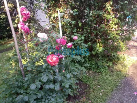 Prodaja, kuća, 234m², Savski Venac, Beograd - image 5