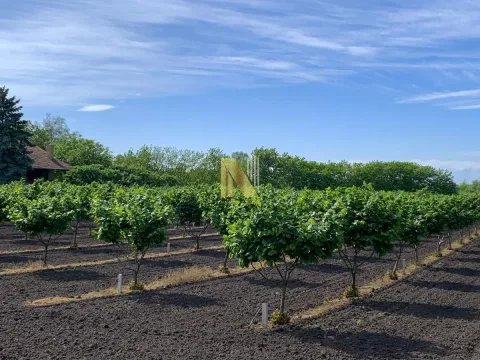 Sale, land lot, 190m², Kikinda, Srbija - image 31