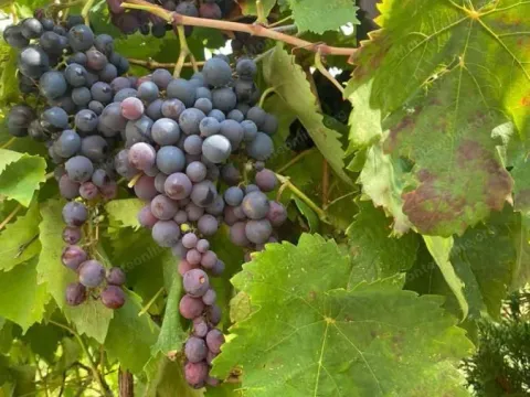 Sale, office space, 388m², Radovići, Tivat - image 42