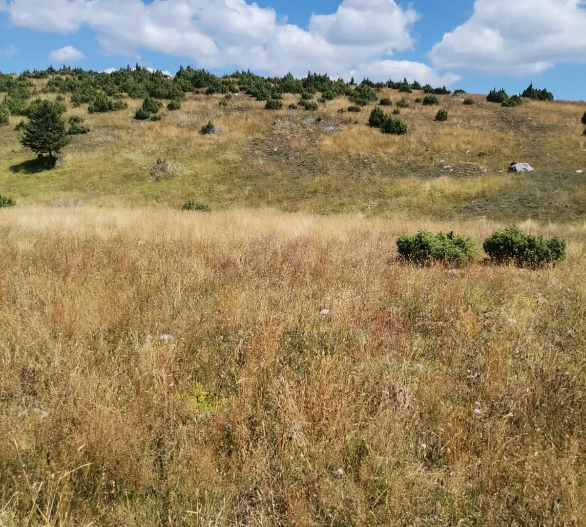 Prodaja, plac, 36000m², Žabljak, Crna Gora
