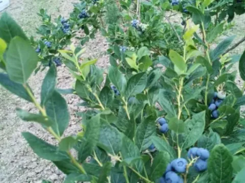 Prodaja, plac, 120000m², Varna, Šabac - image 8