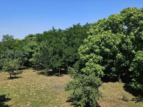 Sale, land lot, 5000m², Stari Slankamen, Inđija - image 16