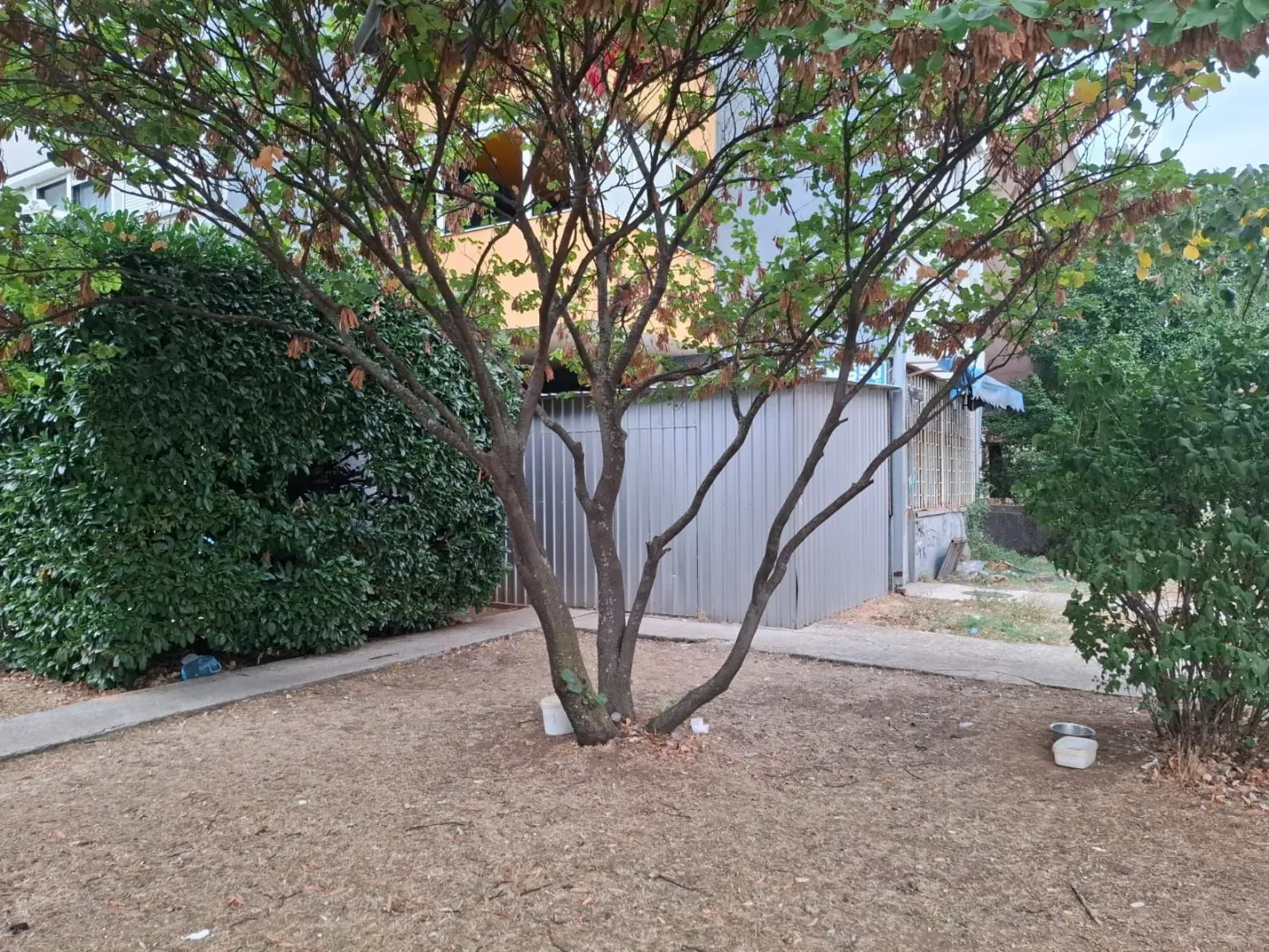 View of the courtyard and trees in front of the property.