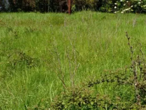 Prodaja, plac, 1550m², Zaljevo, Bar - image 5