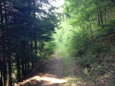 Prodaja, plac, 86000m², Grančarevo, Bijelo Polje - image 3