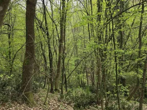 Prodaja, plac, 12800m², Bukovik, Arandjelovac - image 18