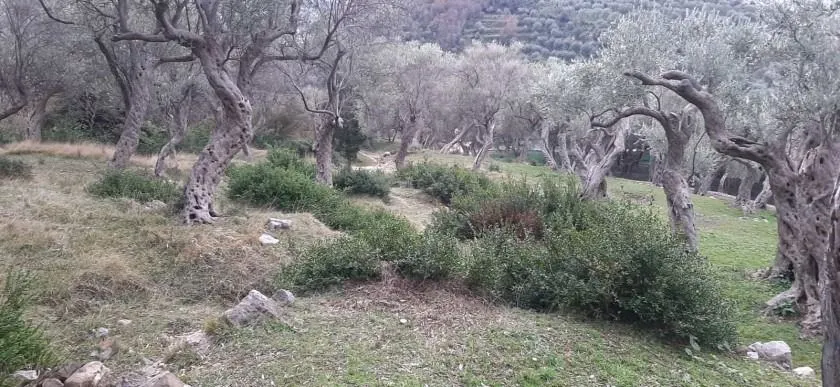Prodaja, plac, 1604m², Velembusi, Bar