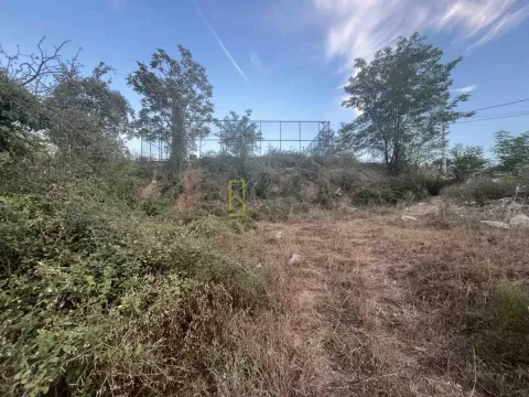 Pogled na plac obrastao rastinjem sa drvećem. - image 3