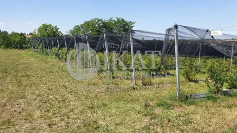 Prodaja, plac, 9000m², Nemenikuće, Sopot - image 3