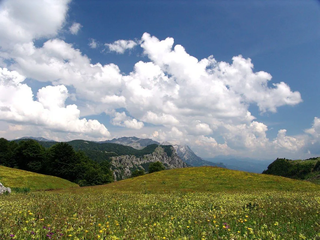 Sale, land lot, 60000m², Dragovića Polje, Kolašin