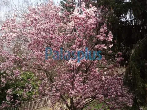 Prodaja, kuća, 234m², Savski Venac, Beograd - image 4