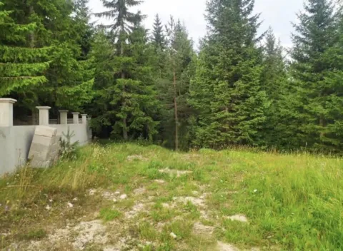 Zeleni plac sa travnjakom i visokim četinarima u pozadini. - image 2