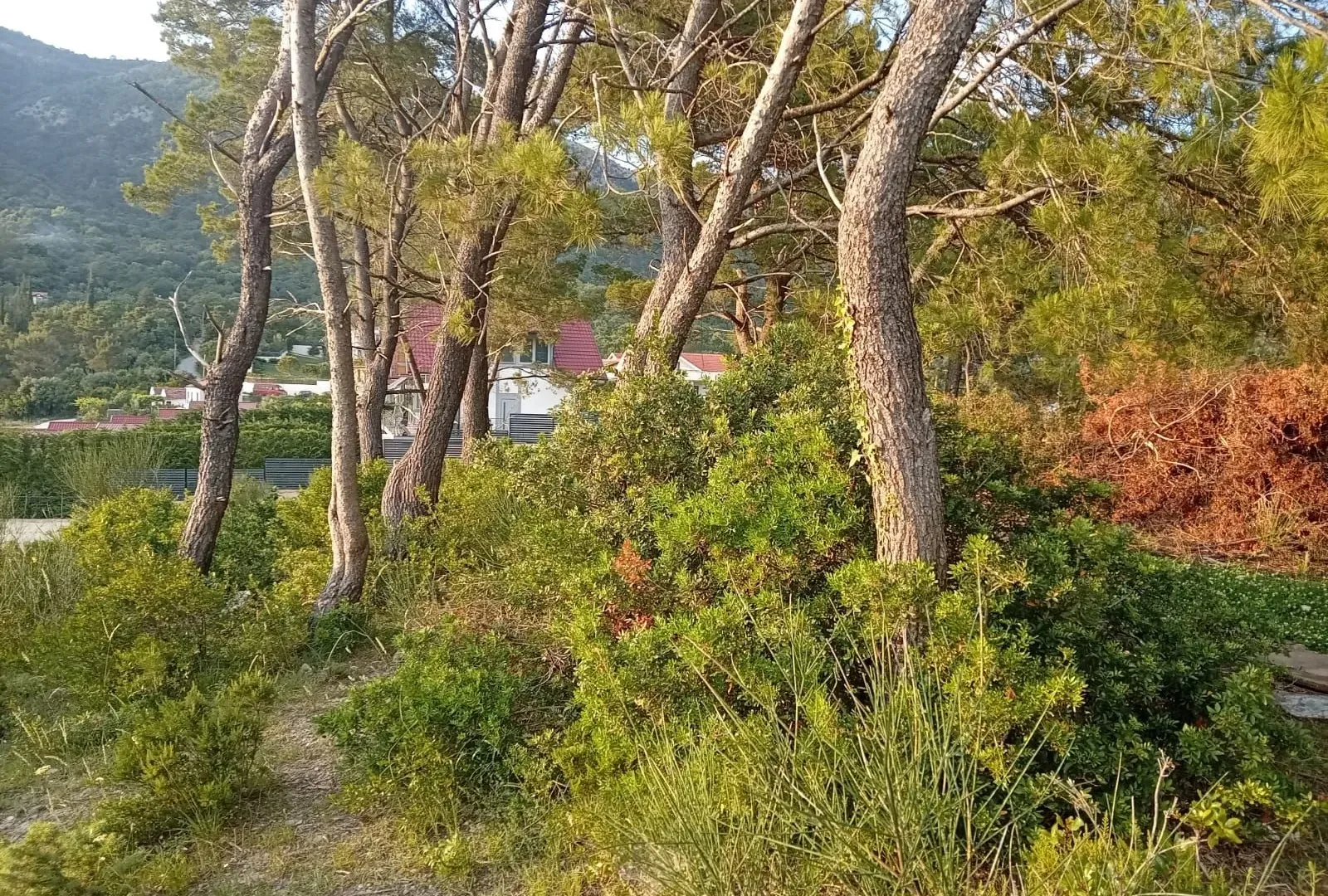 Prodaja, plac, 1530m², Mrčevac, Tivat