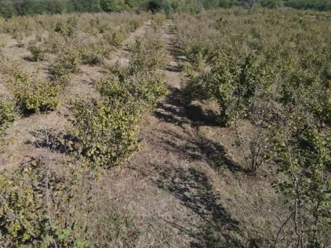 Sale, land lot, 649m², Donje Štiplje, Jagodina - image 3