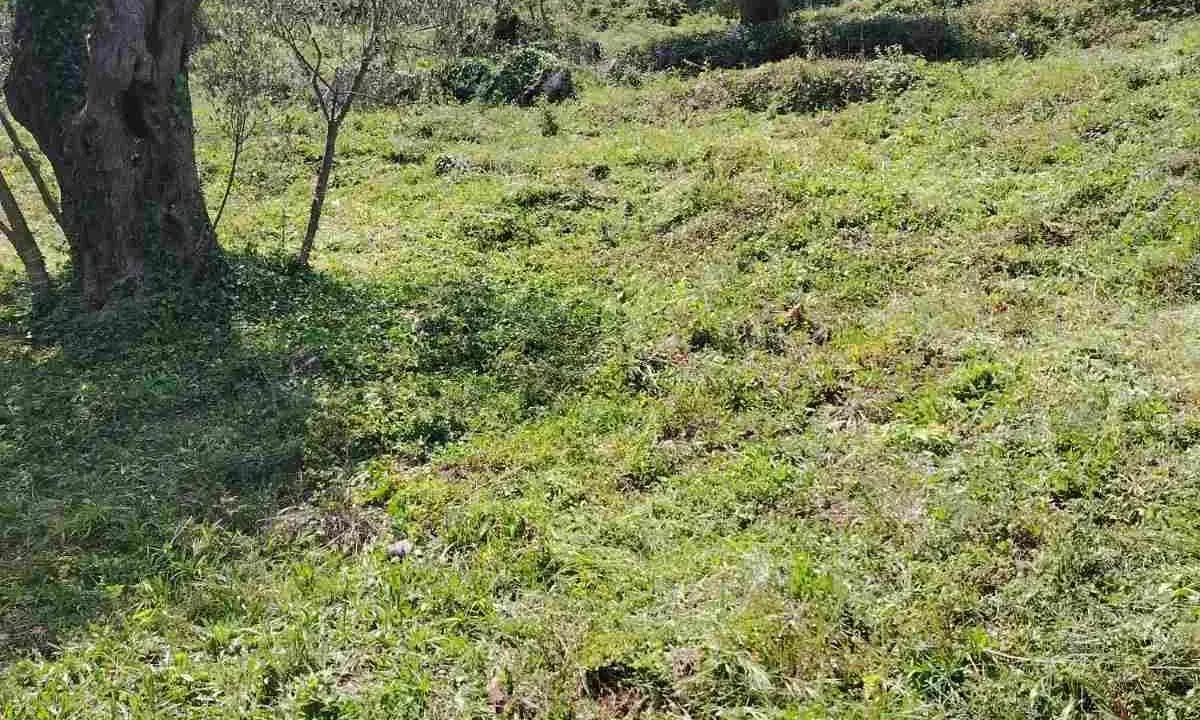 Sale, land lot, 800m², Zeleni Pojas, Bar