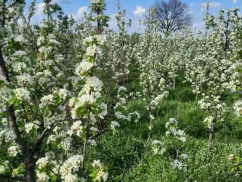 Prodaja, plac, 10400m², Sepci, Rača - image 11