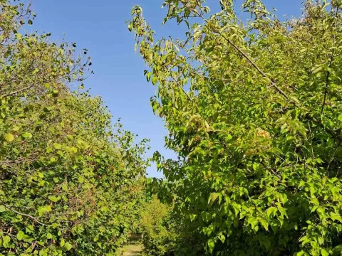 Prodaja, plac, 1700m², Bajice, Cetinje - image 3