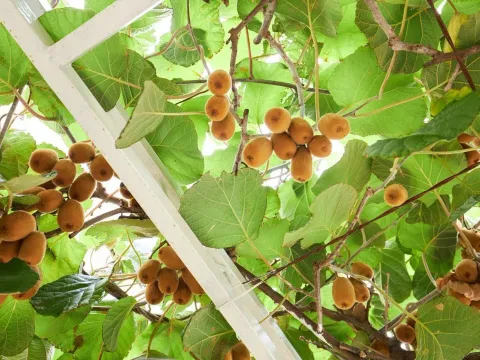 Sale, house, 110m², Budva, Crna Gora - image 29