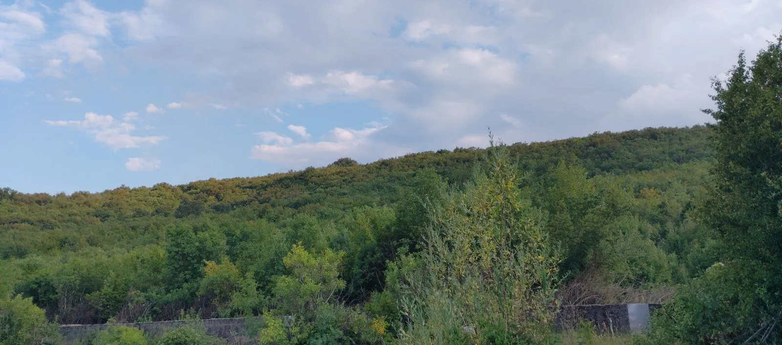 Pogled na šumoviti pejzaž i nebo sa oblacima.