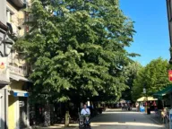 Izdavanje, jednosoban stan, 40m², Cetinje, Crna Gora - image 1