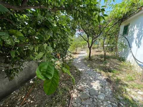 Popločana staza u dvorištu okružena zelenilom i voćem. - image 17