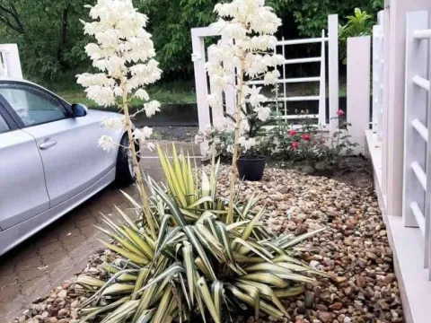 Izdavanje, kuća, 225m², Veternik, Novi Sad Sve Podlokacije - image 2