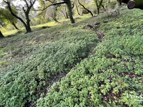 Prodaja, plac, 350m², Kavač, Kotor - image 5