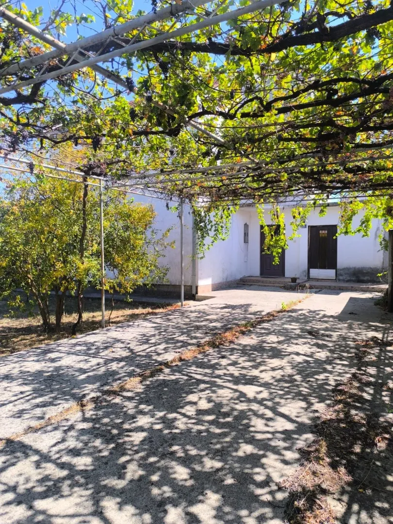 Dvorište kuće sa vinovom lozom i betonskom stazom.