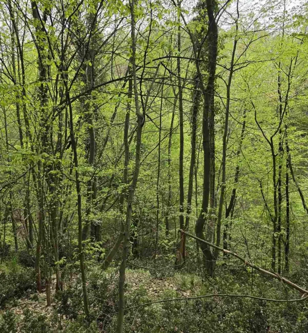 Prodaja, plac, 12800m², Bukovik, Arandjelovac