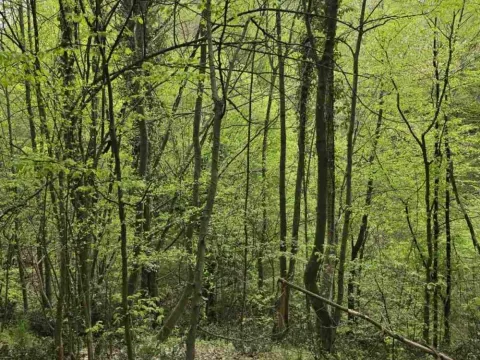 Prodaja, plac, 12800m², Bukovik, Arandjelovac - image 2