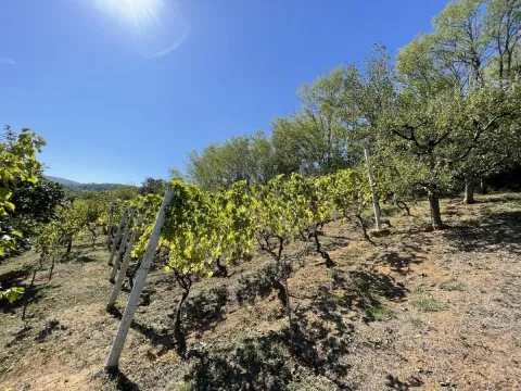 Prodaja, kuća, 54m², Paragovo, Petrovaradin - image 21