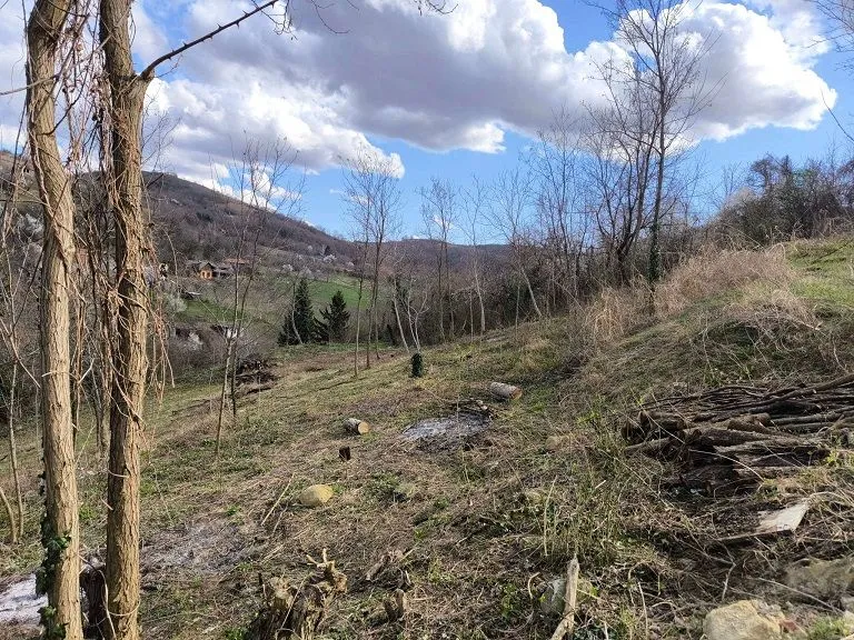 Pogled na zemljište sa drvećem i rastinjem u prirodi.