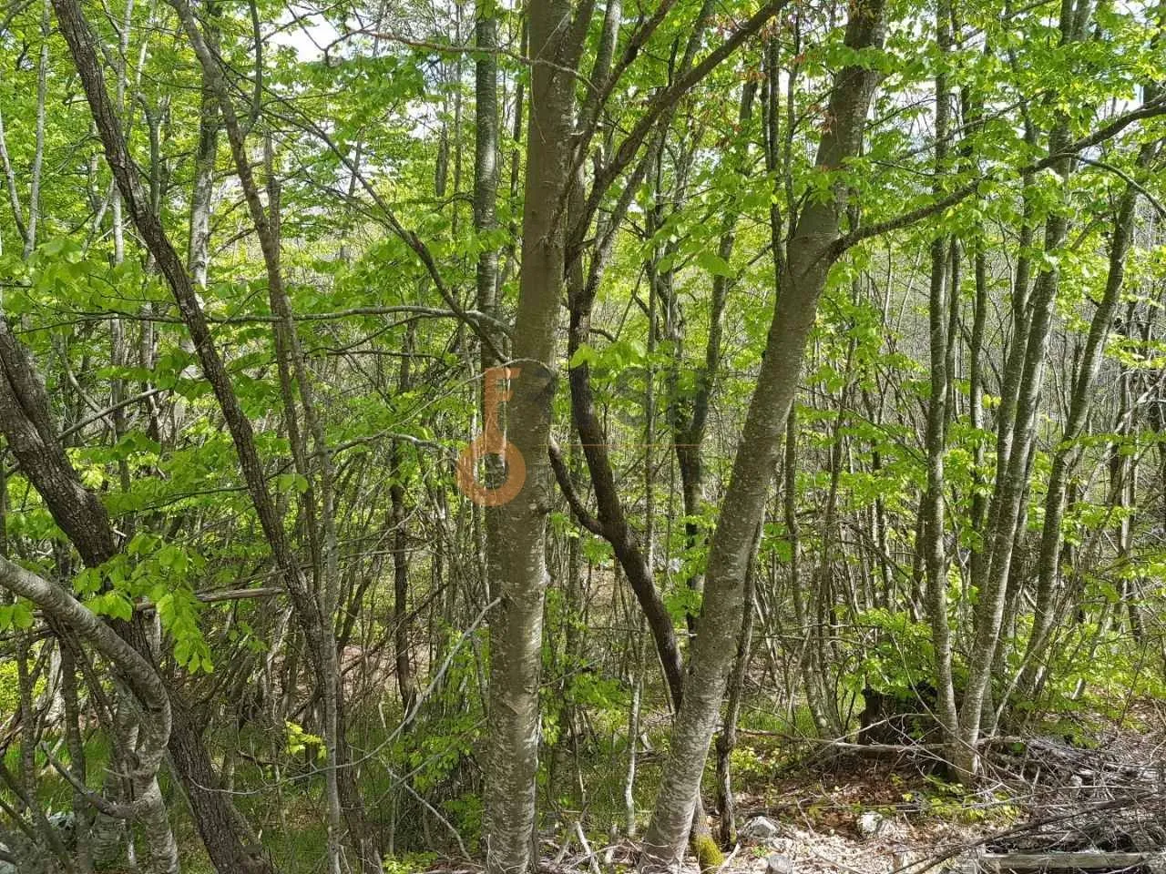 Prodaja, plac, 189352m², Cetinje, Crna Gora