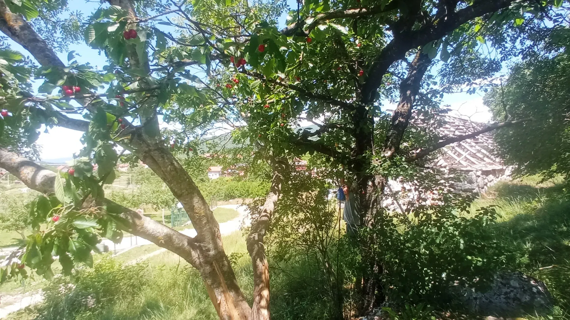 Prodaja, plac, 1500m², Ozrinići, Nikšić