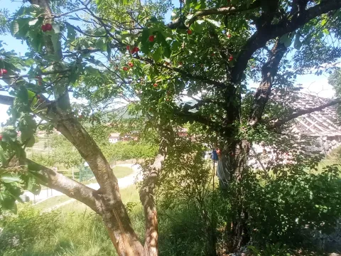 Prodaja, plac, 1500m², Ozrinići, Nikšić - image 4