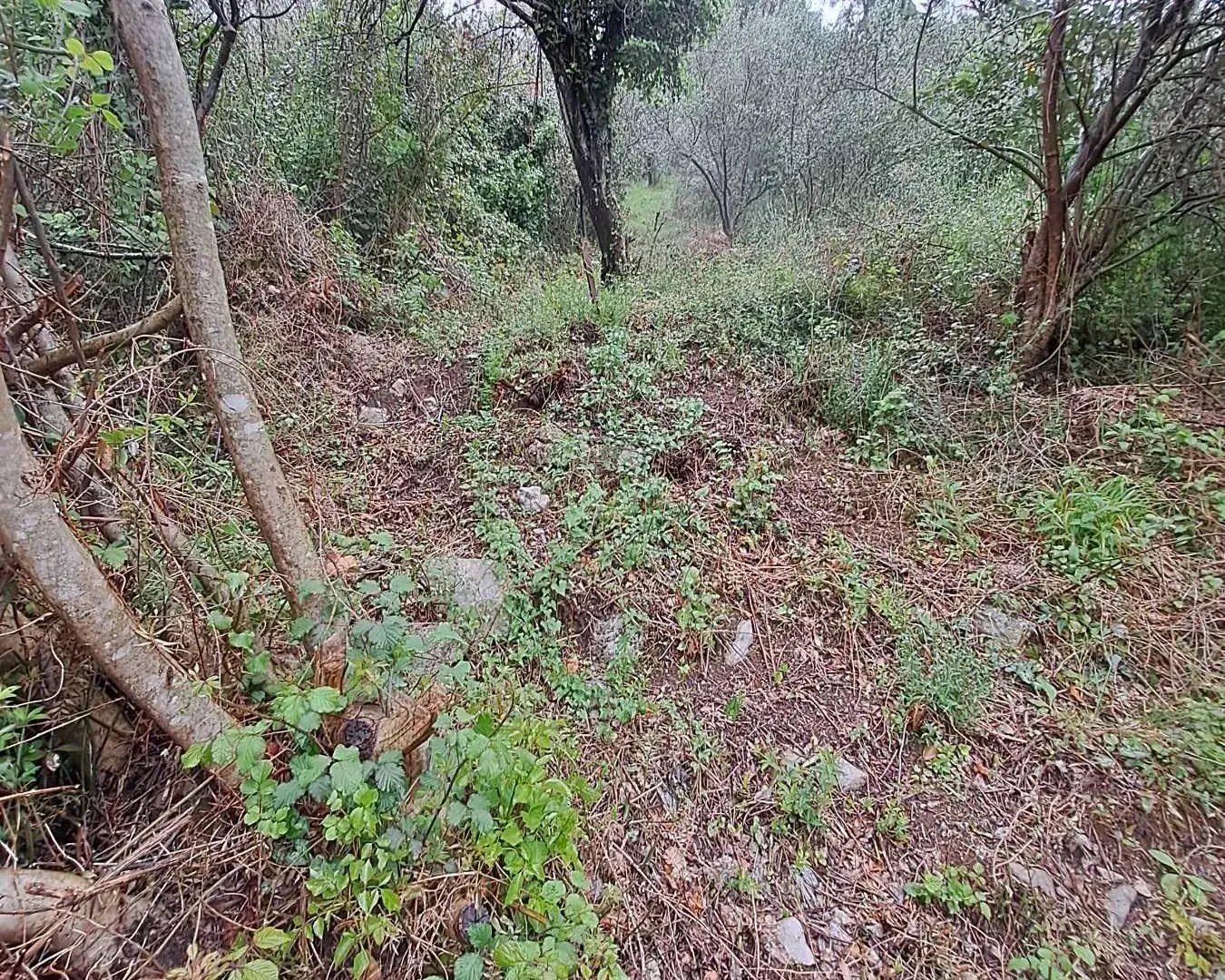 Prodaja, plac, 3004m², Podkošljun, Budva