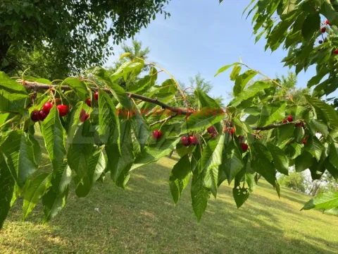 Prodaja, plac, 20000m², Lipova, Vrnjačka Banja - image 9