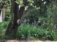 Prodaja, kuća, 260m², Sutomore, Bar - image 15