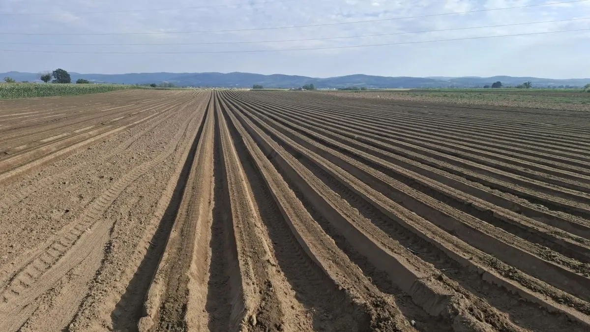 Prodaja, plac, 27500m², Futog, Novi Sad Sve Podlokacije